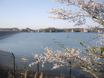 多摩湖 桜