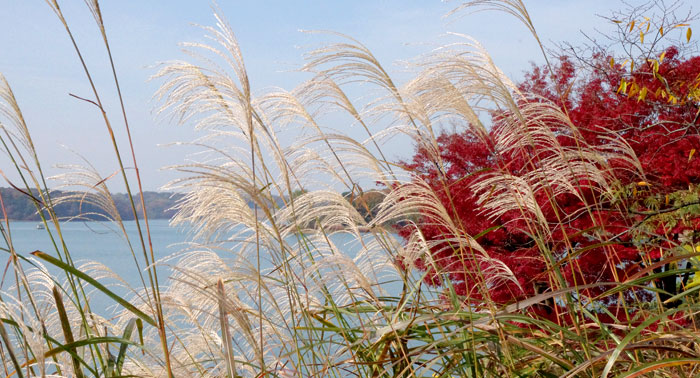 多摩湖 紅葉 ススキ