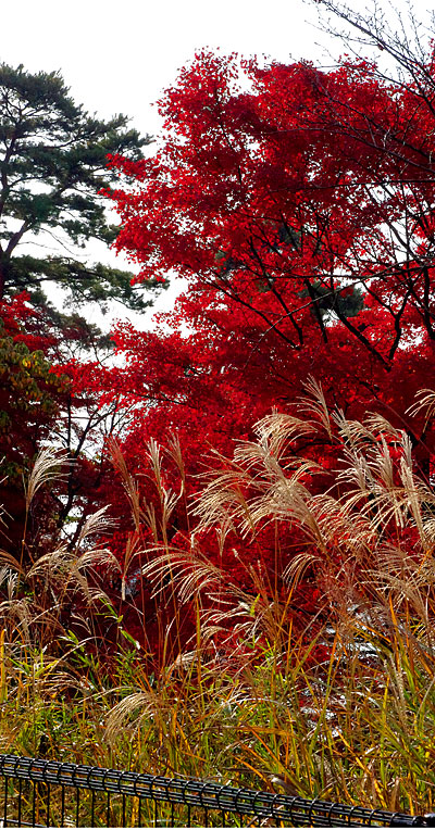 多摩湖 紅葉